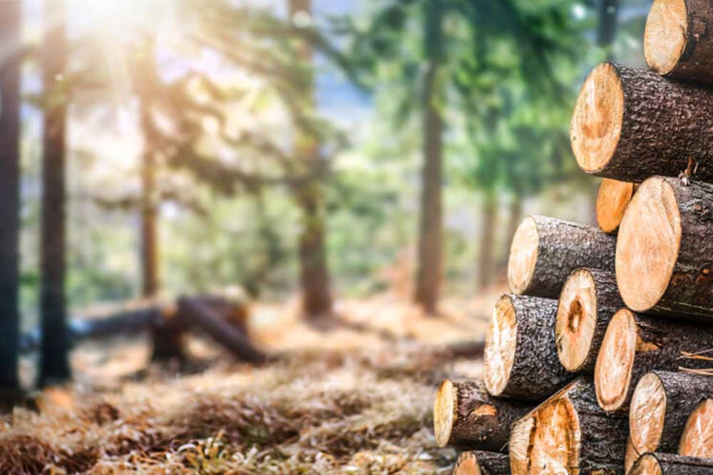 Log Trunks Pile, The Logging Timber Wood Industry